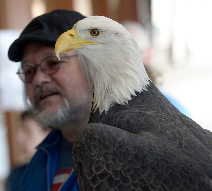 (Al Hartmann | The Salt Lake Tribune)
Families get an up-close look at a Bald Eagle at the Wildlife Education Center at Bear River Migratory Bird Refuge at Eagle Day event on Saturday Feb. 10. This eagle from Ogden Nature Center used for education can't fly. Handler, Bryce King, left. Usually up to several hundred eagles can be seen, each winter, as they migrate through the refuge, but not this year. The abnormal weather this Winter has changed their migratory pattern making live spottings scarce.