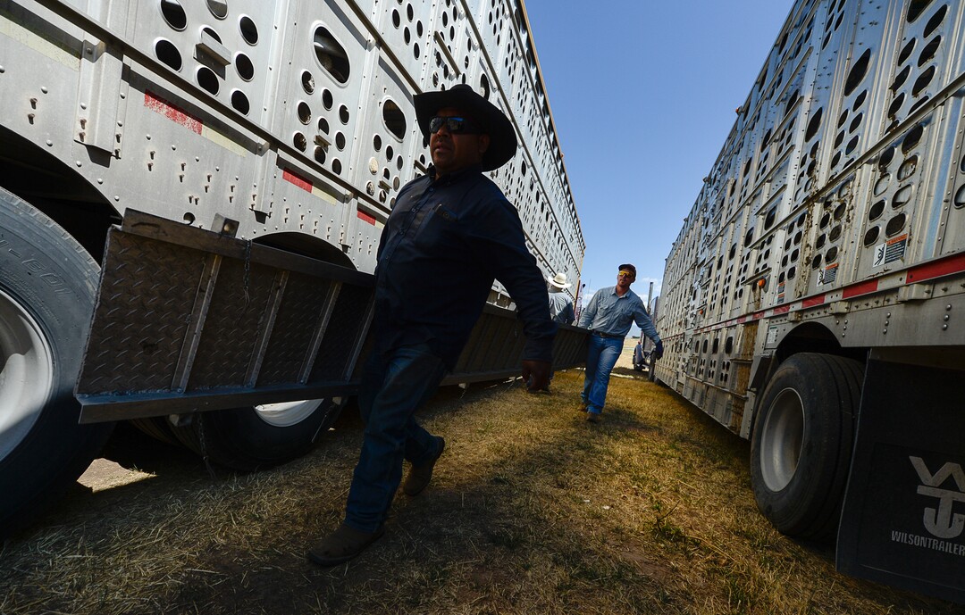 (Francisco Kjolseth  |  The Salt Lake Tribune)  Augustino Rodas, left, and Josh Kearl prepare ramps to unload hundreds of sheep arriving from the Strawberry Valley to Midway's Soldier Hollow on Wed. Aug. 29, 2018, for this weekend's 16th annual Soldier Hollow Classic Sheepdog Championship and Festival, which runs Aug. 31-Sept. 3. This year, 44 dogs and 34 handlers will work with 331 sheep for the $20,000 purse.