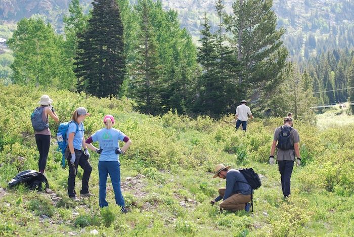 (Sara Tabin | The Salt Lake Tribune)  Town of Alta Restoration Day volunteers work together to remove invasive plants from the Alta Ski Area on Saturday, July 6, 2019.