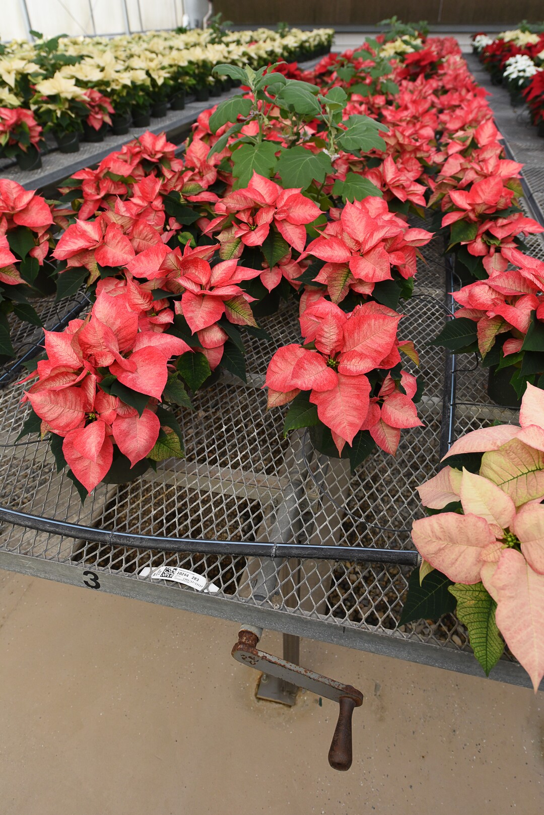(Francisco Kjolseth  |  The Salt Lake Tribune)  A small crew at the Salt Lake City International Airport has been busy growing 1500 poinsettias for the holiday season. Starting Sunday airport staff will start to distribute the various breeds grown from small plugs to decorate the terminals for Christmas.