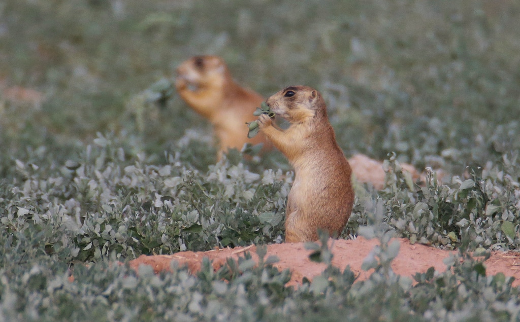 FILE - This Aug. 6, 2015, file photo, shows prairie dogs in southern Utah. The U.S. Supreme Court has declined to hear an appeal from Utah property owners challenging endangered-species protections for prairie dogs, but the plaintiffs say the case has nevertheless made a mark as the Trump administration moves to loosen the contested rules. (AP Photo/Rick Bowmer, File)