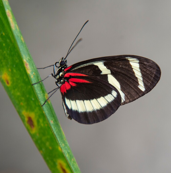 (Rick Egan  |  The Salt Lake Tribune)     
A Butterfly rests on a plant at the Butterfly Biosphere at Thanksgiving Point’s Water Tower Plaza in Lehi. Tuesday, Jan. 22, 2019.  The New Butterfly Biosphere is home to more than a thousand butterflies from around the world. 