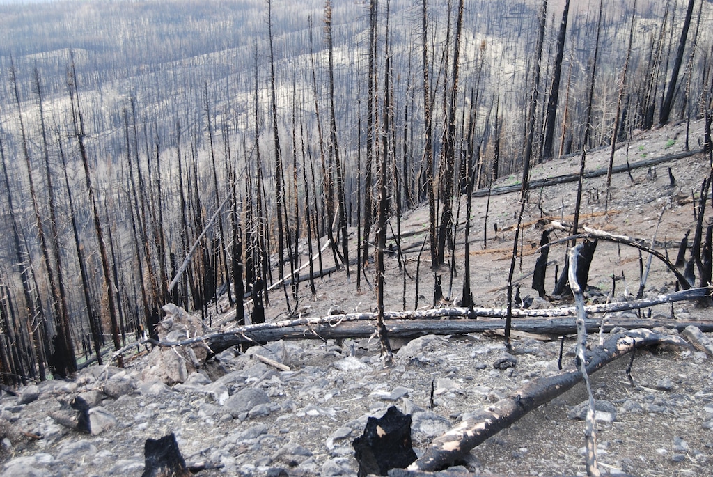 (Brian Maffly | The Salt Lake Tribune) The Brian Head fire has left steep slopes vulnerable to severe erosion, including along the Spruce Trail near Bowery Creek, seen here on Sept. 8, 2017. Thousands of acres are being covered with straw dropped from helicopters in an emergency effort to stabilize the soils. The fire also appears to have tainted water supplies for the town of Panguitch.