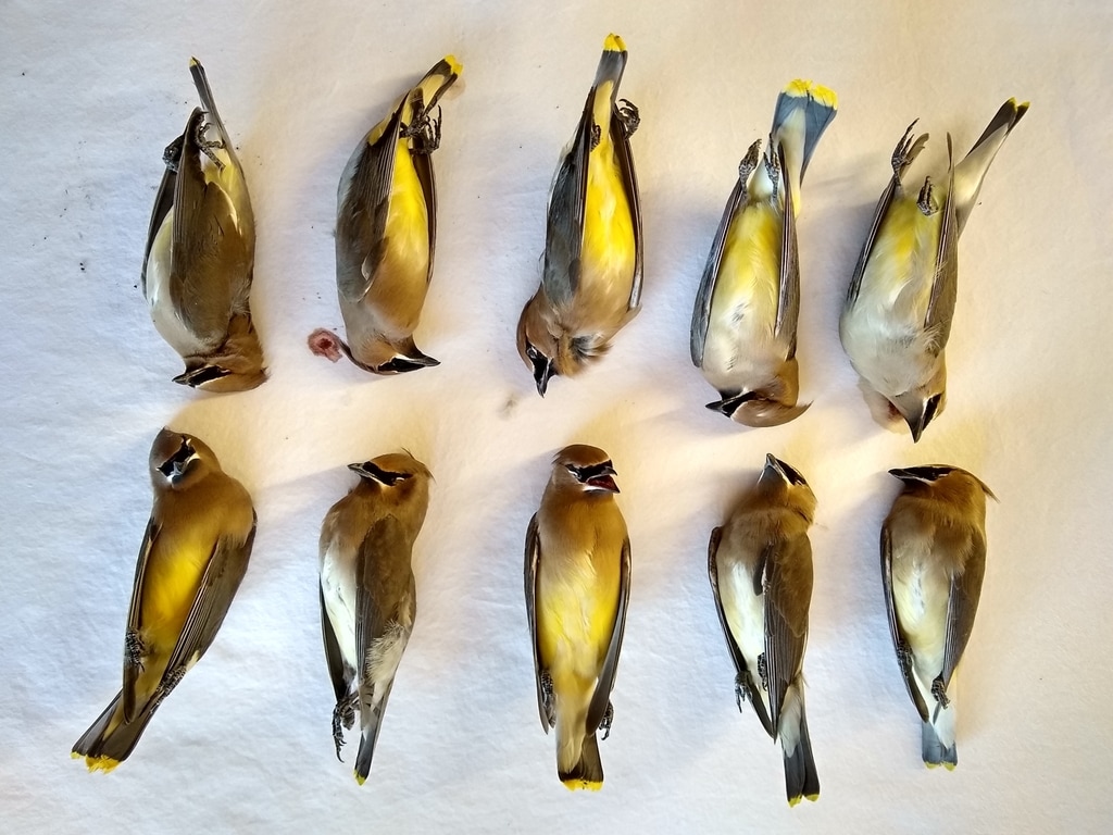 (Photo courtesy of Barbara Brown)Ten dead cedar waxwings