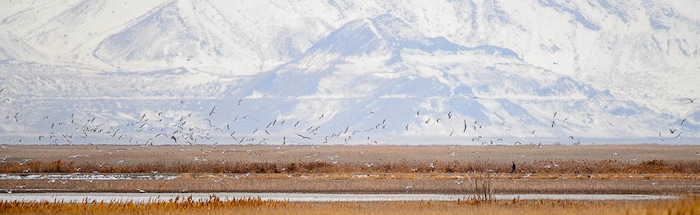 (Trent Nelson | The Salt Lake Tribune)  Gulls in flight around a hiker as Great Salt Lake Audubon hosts the 9th Annual Gullstravaganza, gull-watching event at Farmington Bay on Saturday Feb. 2, 2019.