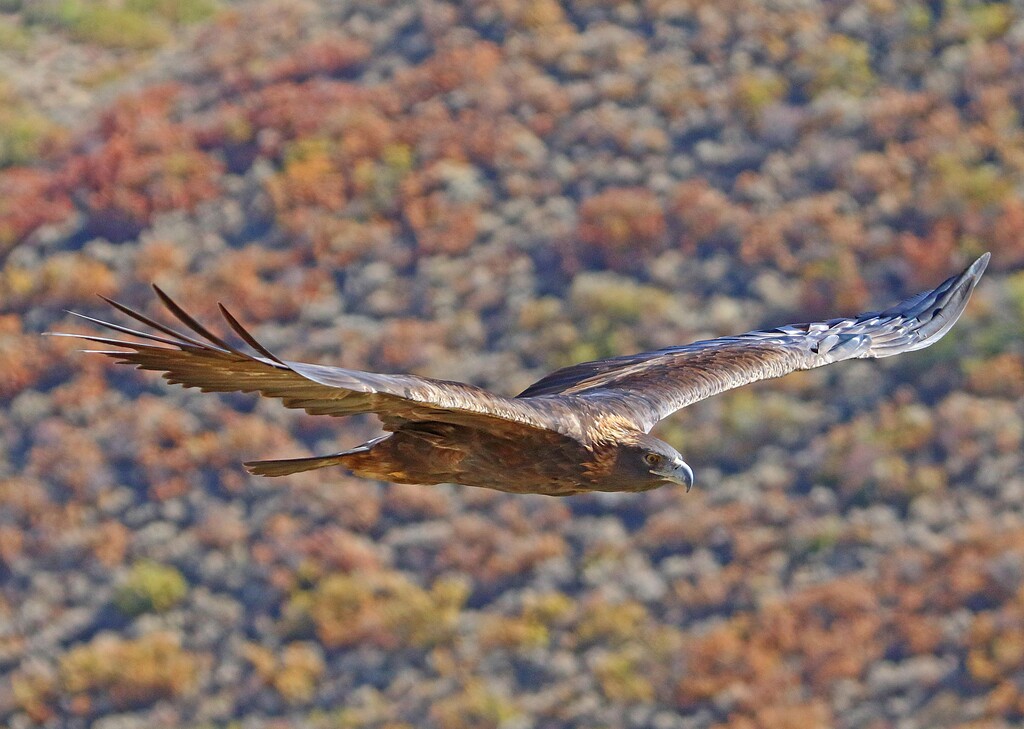 (Jim Shuler I Utah Division of Wildlife Resources) The golden eagle became Utah's official state bird of prey on Wednesday.