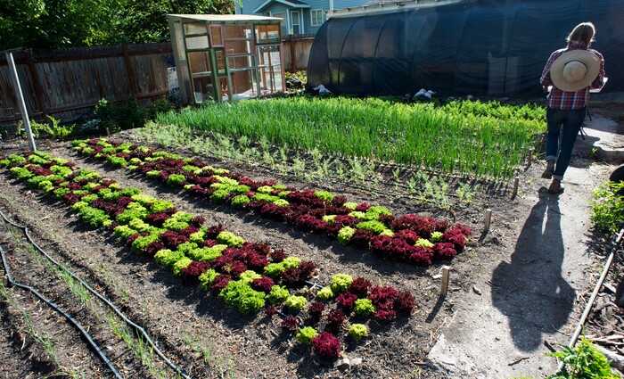 (Rick Egan  |  The Salt Lake Tribune)      Amanda Theobald in her Top Crops urban farm in her back yard, in Salt Lake City, Tuesday, June 5, 2018.


