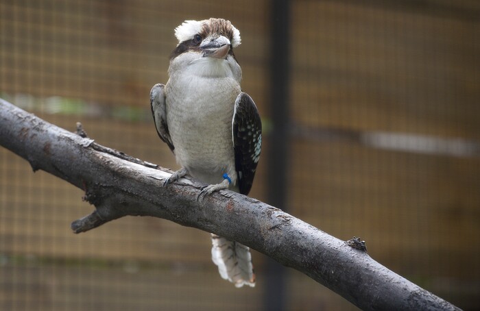 (Scott Sommerdorf | The Salt Lake Tribune)
A Laughing Kookaburra in one of Tracy Aviary's new exhibits, Thursday, May 10, 2018.