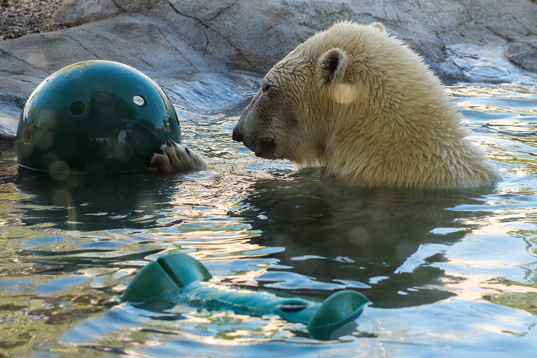 (Chris Detrick  |  The Salt Lake Tribune) Polar Bear Hope at Utah's Hogle Zoo Tuesday, October 10, 2017.