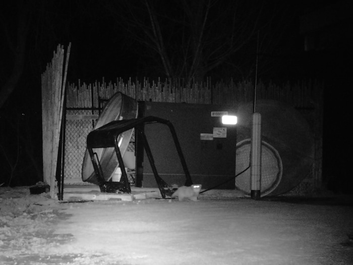(Photo courtesy of Hogle Zoo) Mushu the Pallas' cat is caught on surveillance footage at Hogle Zoo after he escaped from his habitat area on Sunday, Jan. 28, 2018.