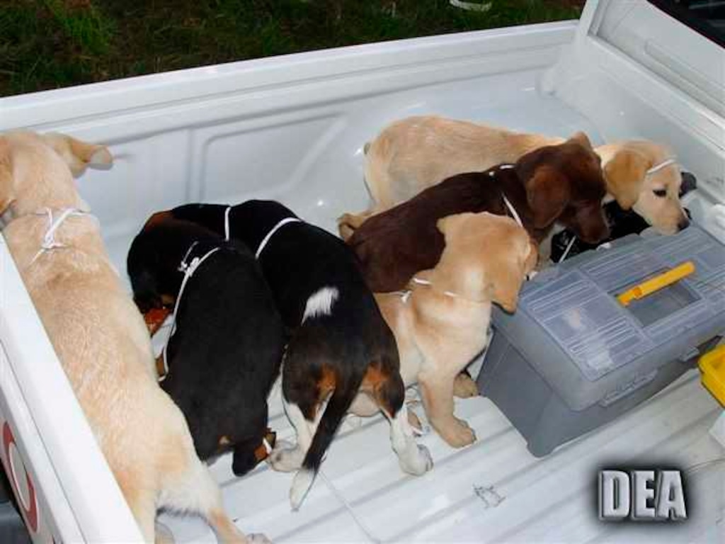 (U.S. Drug Enforcement Administration via AP) This 2005 photo provided by U.S. Drug Enforcement Administration officials shows puppies rescued from a farm in Colombia destined for use by a U.S. veterinarian working for a Colombian drug trafficking ring. Veterinarian Andres Lopez Elorza used the puppies to smuggle packets of liquid heroin on commercial flights to New York City, where the heroin packets were eventually cut out of the puppies, who died in the process, officials said.