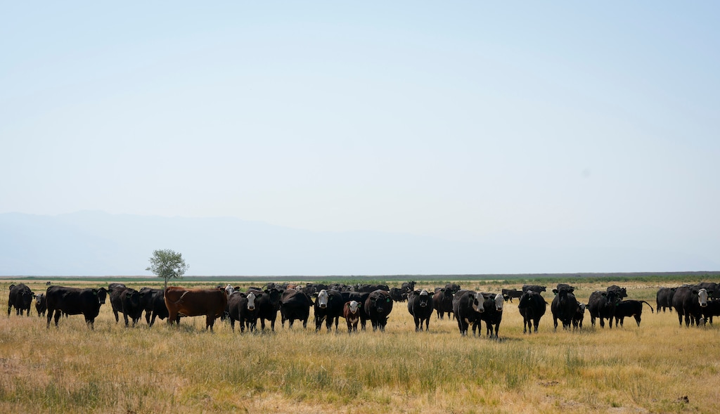 (Bethany Baker  |  The Salt Lake Tribune) Cattle graze during a media tour to see the use of cattle to combat invasive phragmites at the Great Salt Lake Shorelands Preserve in Syracuse on July 16, 2024.