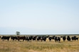 (Bethany Baker | The Salt Lake Tribune) Cattle graze during a media tour to see the use of cattle to combat invasive phragmites at the Great Salt Lake Shorelands Preserve in Syracuse on July 16, 2024.