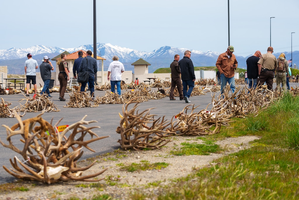 (Trent Nelson  |  The Salt Lake Tribune) Antlers recovered during poaching investigations over the last six years are auctioned off by the Utah Division of Wildlife Resources at the Lee Kay Public Shooting Range in Salt Lake City on Monday, April 25, 2022.