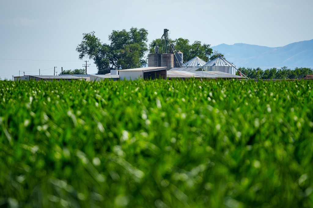 (Trent Nelson  |  The Salt Lake Tribune) A farm in Corinne on Friday, July 18, 2025.