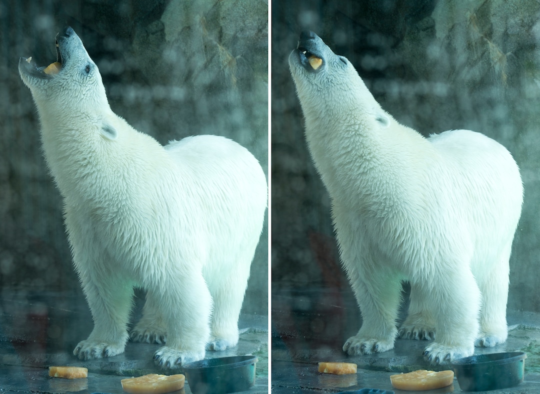 (Rick Egan  |  The Salt Lake Tribune) Hope the polar bear eats an cool treat made of frozen apricots pineapple and fish oil, during a hot day at Hogle Zoo. Friday, July 6, 2018.