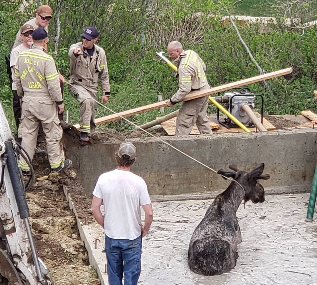 (Photo courtesy of Park City Fire Department) Park City firefighters and Utah Department of Wildlife Resources workers labor to free a moose trapped Tuesday on a construction site in Park City.
