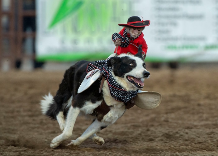 (Rick Egan  |  The Salt Lake Tribune)     Whiplash the cowboy monkey rounds up sheep at the West Jordan Western Stampede Rodeo, Saturday, July 6, 2019.