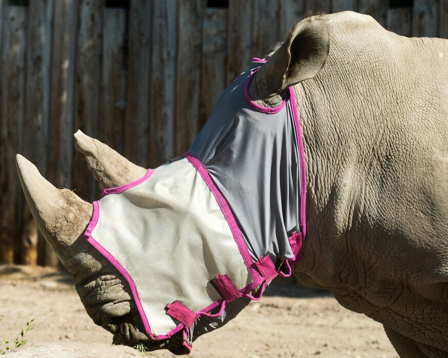 (Rick Egan  |  The Salt Lake Tribune)       Princess the rhino wears a special mask at Hogle Zoo.   Princess had horrible eye allergies and was getting bothered by flies. So the zoo began a long process of finding someone to construct a speciality fly mask for her. Friday, July 6, 2018.