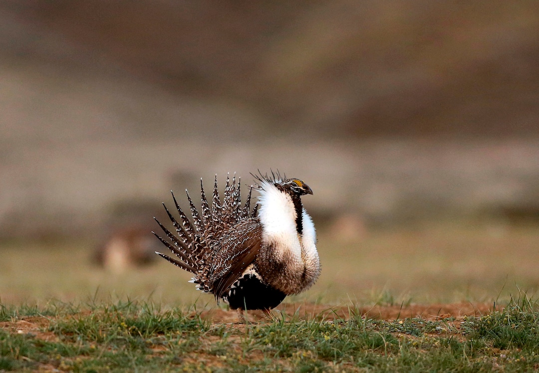 FILE - In this April 22, 2015 file photo, a male sage grouse struts in the early morning hours outside Baggs, Wyo. Idaho Gov. C.L. "Butch" Otter has appealed the dismissal of his sage grouse lawsuit, saying the state was not speculating about the damage that implementing the current federal sage grouse plans will have on private and public lands. (Dan Cepeda /The Casper Star-Tribune via AP, File)