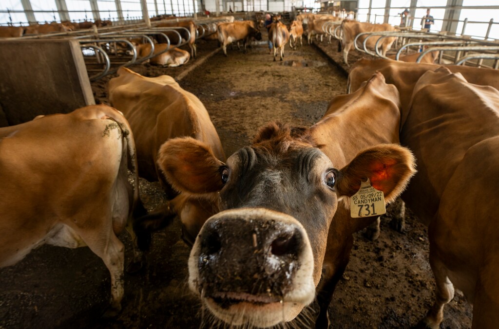 (Rick Egan | The Salt Lake Tribune) The dairy in Wellsville that produces the milk for Aggie Ice Cream, Friday, July 19, 2024.