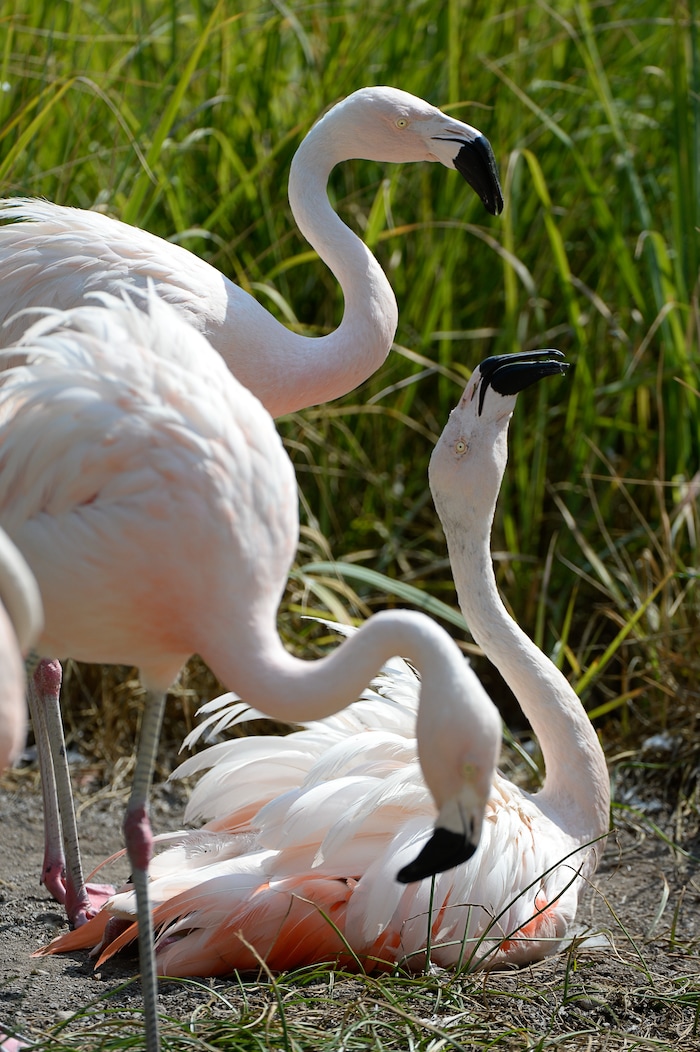 (Francisco Kjolseth  |  The Salt Lake Tribune)  Chilean Flamingos tussle over territory at Tracy Aviary on Tuesday, Aug. 14, 2018. The aviary has a variety of new birds, including three new baby Chilean Flamingos. The trio, ranging in age from 14 to 29 days of age are growing fast and the aviary is currently having a naming competition. Every egg that is laid at the aviary is given a number. Chick 3 just happened to get the egg number 007, so keepers decided to theme the flamingo chick naming contest with 007 names. 