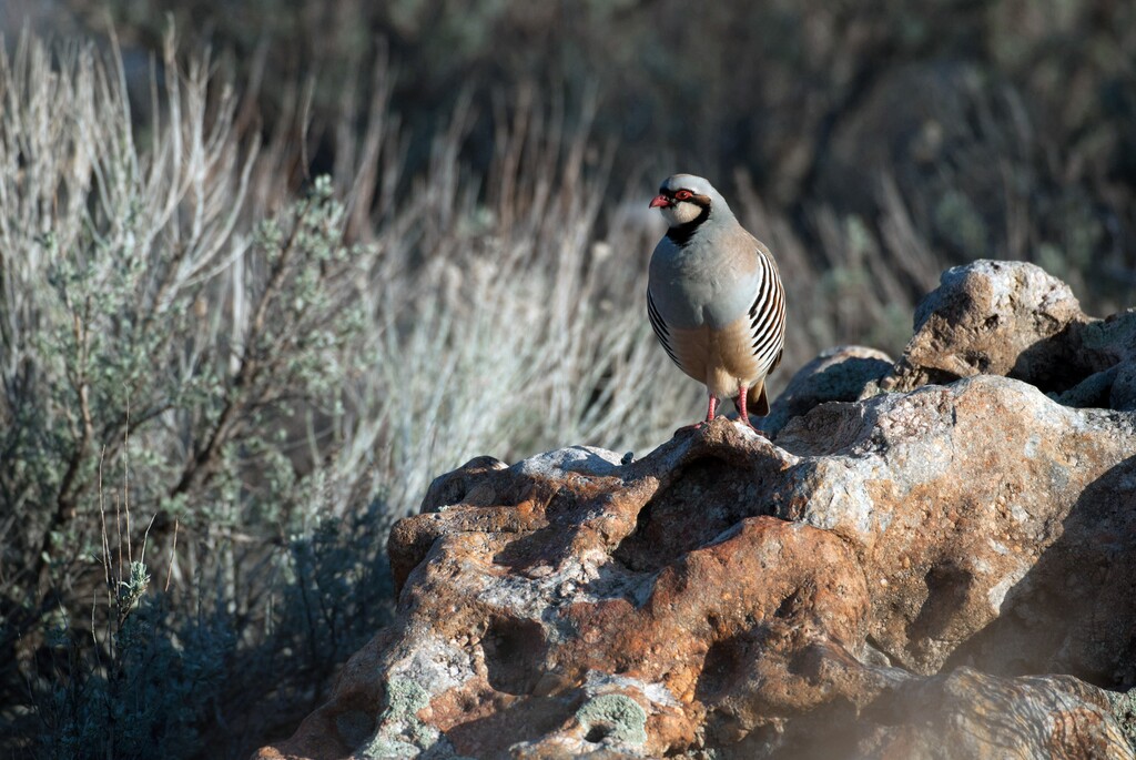 (Courtesy Utah Division of Wildlife Resources) Chukar partridge.