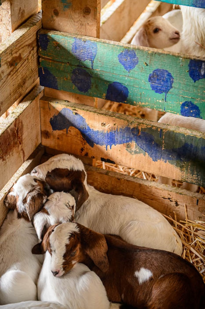 (Trent Nelson | The Salt Lake Tribune)
The orphan kids huddle together in one of the kidding pens, waiting for volunteers to bottle feed them at the East African Refugee Goat Project, Saturday March 24, 2018.