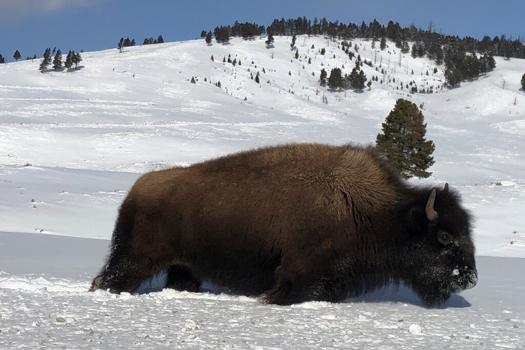 (Matthew Brown | AP file photo) In this Monday, Feb. 17, 2020 photo, a bison walks through the snow in Yellowstone National Park's Lamar Valley near Mammoth Hot Springs, Wyo. State and federal officials are hoping to reduce Yellowstone's bison herds by up to 900 animals this winter.