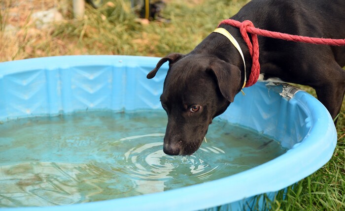 Shelter dog Babe gets a drink of water while playing outside Thursday, Sept. 7, 2017, at the dog park outside the Cache Humane Society in Logan, Utah. Babe is one of seven dogs taken in from Houston-area shelters, to help make room for dogs displaced by Hurricane Harvey.  ( Sarah Welliver /Standard-Examiner via AP)