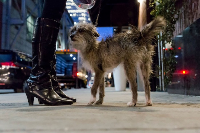 Sissy, the first mixed-breed, or "all-American," dog to compete in the obedience trials at Westminster, stands outside her Midtown Manhattan hotel. (Mark Abramson for The Washington Post)
