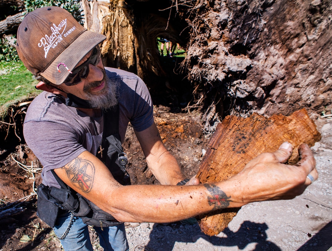 (Rick Egan  |  The Salt Lake Tribune)     Christian Pocock checks out the inside of one of the trees that was blow over by the heavy winds earlier this week, at Liberty Park on Saturday, Sept. 12, 2020.