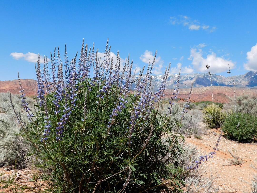 Erin Alberty  |  The Salt Lake TribuneLupine blooms April 1 near 900 East in Leeds.