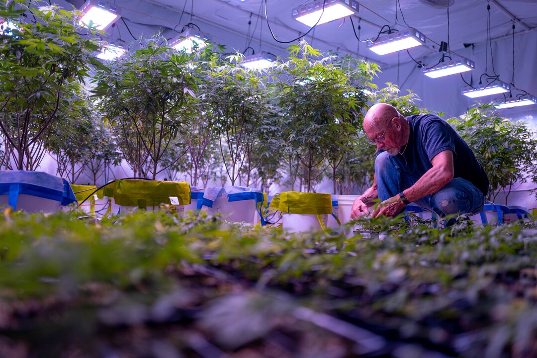 (Trent Nelson  |  The Salt Lake Tribune)  
Keith Keyser, founder of Moon Lake Farms, working with hemp seedlings in North Salt Lake on Friday July 12, 2019.