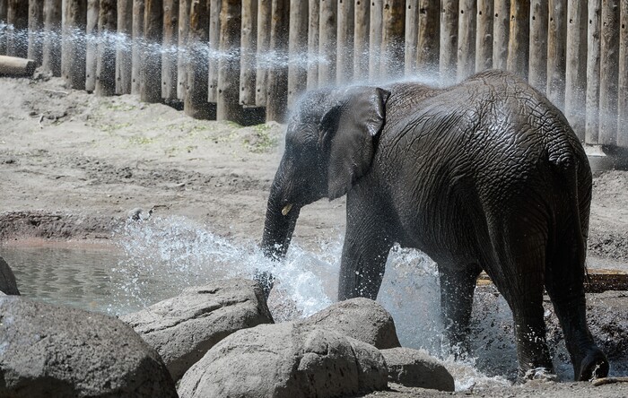 (Francisco Kjolseth  |  The Salt Lake Tribune)  A report came out on Monday, May 6, 2019, that says one million different species are in imminent danger of extinction, several of which are represented at Hogle Zoo like Zuri, the baby African Elephant.