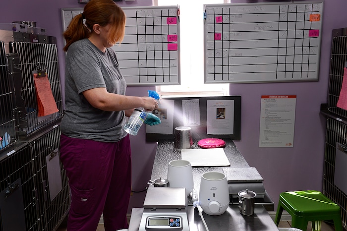 (Scott Sommerdorf | The Salt Lake Tribune)
Bobbi Gordon sanitizes her station after working with a litter of kittens at the Best Friends kitten nursery, Sunday, April 8, 2018.