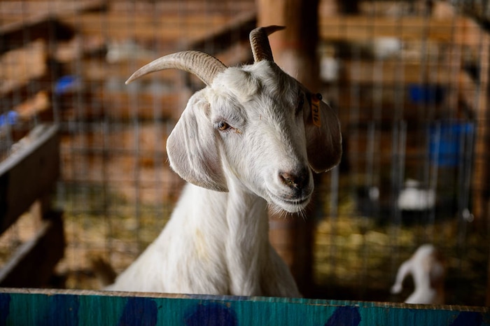 (Trent Nelson | The Salt Lake Tribune)
A mother goat from the East African Refugee Goat Project, Saturday March 24, 2018.
