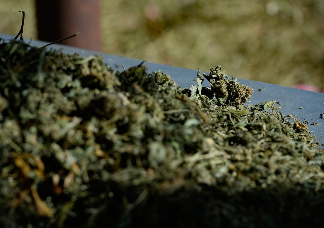 (Francisco Kjolseth  |  The Salt Lake Tribune)  Hemp plant material with very low (or virtually no) THC content is harvested at the end of the season after undergoing a drying process before pre-extraction for CBD oil at Harward Farms near Spanish Fork on Friday, Oct. 25, 2019.