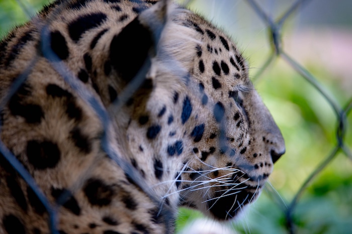 (Francisco Kjolseth  |  The Salt Lake Tribune) Hogle Zoo is introducing its new babies, two leopard cubs, Storm and Skye, being overlooked by their mother Zeya, on Thursday August 27, 2020.