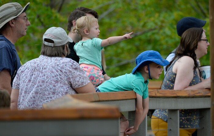 (Francisco Kjolseth  |  The Salt Lake Tribune)  People take in the sight of the African Elephants at Hogle Zoo on Monday, May 6, 2019, following a report that just came out that says one million different species are in imminent danger of extinction, several of which are represented at the zoo.
