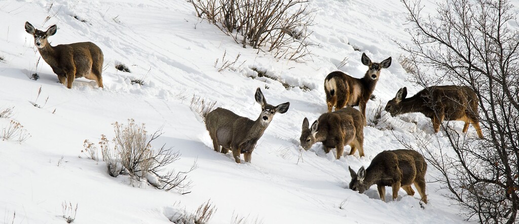 (Steve Griffin  |  The Salt Lake Tribune) A small herd of deer keep a close eye on their surroundings as they search for food in Emigration Canyon in Salt Lake City Sunday Feb. 25, 2018.