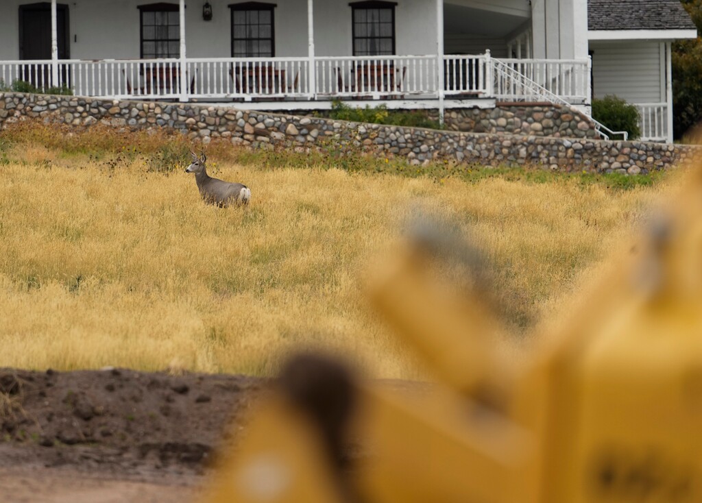 (Bethany Baker  |  The Salt Lake Tribune) A deer stands in the brush next to a construction site on Thursday, Oct. 12, 2023. As Utah's population grows, humans are moving into deer territory and conflicts between the species are increasing. The Division of Wildlife Resources came up with a plan to help by culling urban deer.
