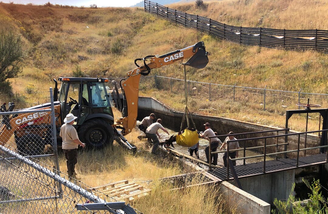 (Rick Egan  |  The Salt Lake Tribune)   Workers from Utah Division of Wildlife Resources and Mountain Dell Golf Course, rescue a moose that got stranded in the Lambs Creek diversion pond near Mountain Dell golf course, on Sunday, September 20, 2020. Sunday, Sept. 20, 2020.