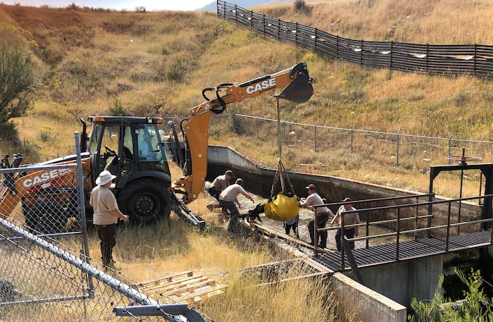 (Rick Egan  |  The Salt Lake Tribune)   Workers from Utah Division of Wildlife Resources and Mountain Dell Golf Course, rescue a moose that got stranded in the Lambs Creek diversion pond near Mountain Dell golf course, on Sunday, September 20, 2020. 
Sunday, Sept. 20, 2020.