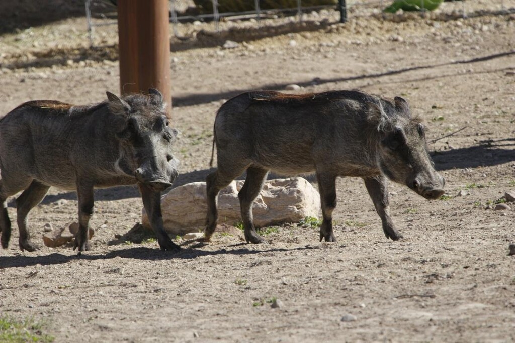 (Photo courtesy Utah's Hogle Zoo) Walter, left, and Swifty, warthog brothers who arrived in June 2019 at Utah's Hogle Zoo. The zoo reported that Walter was euthanized, after suffering complications from a urinary stone, on Tuesday, Oct. 1, 2019.