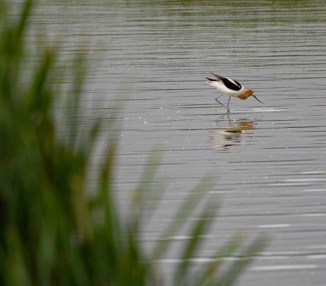 (Francisco Kjolseth | The Salt Lake Tribune) An American avocet prods for food in the waters of the Bear River Migratory Bird Refuge, a 74,000-acre nature reserve in the northern Great Salt Lake on Wednesday, June 23, 2021.