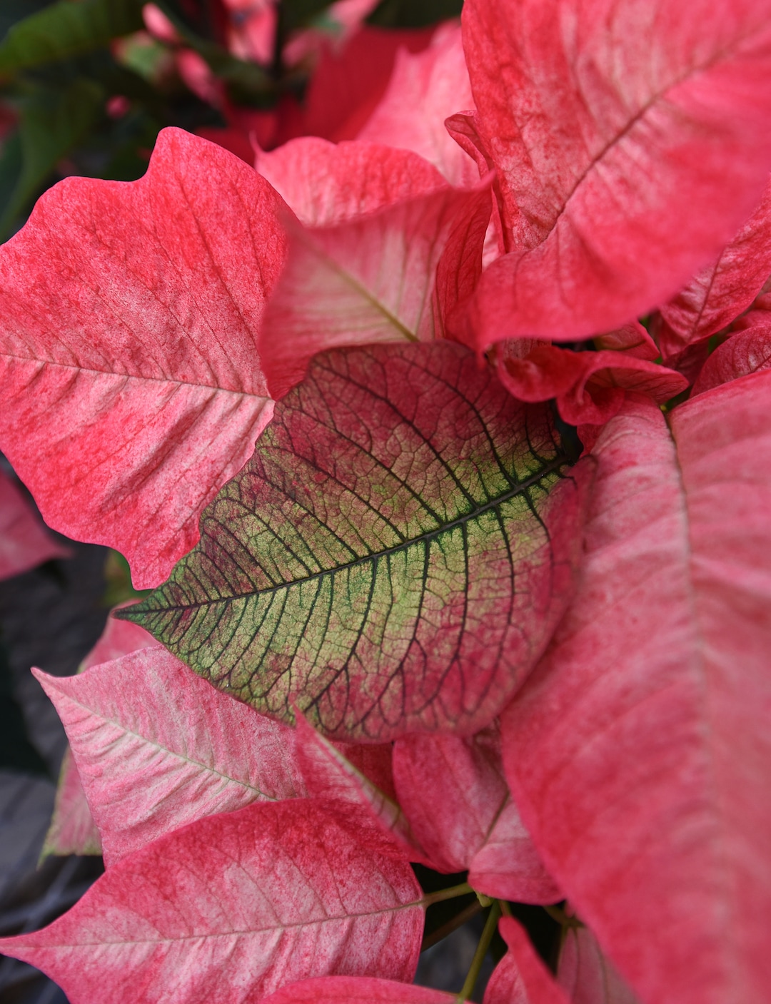 (Francisco Kjolseth  |  The Salt Lake Tribune)  A small crew at the Salt Lake City International Airport has been busy growing 1500 poinsettias for the holiday season. Starting Sunday airport staff will start to distribute the various breeds grown from small plugs to decorate the terminals for Christmas.