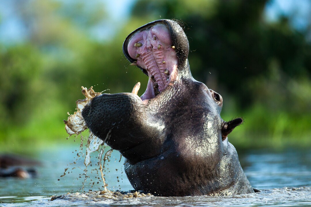 (Beverly Joubert  |  courtesy of Sundance Institute) A hippo bathes, in a scene from "Okavango: River of Dreams (Director’s Cut)," directed by by Dereck Joubert and Beverly Joubert, an official selection of the Documentary Premieres program at the 2020 Sundance Film Festival.