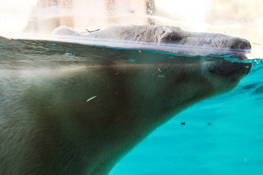 (Chris Detrick  |  The Salt Lake Tribune) Polar Bear Nora at Utah's Hogle Zoo Tuesday, October 10, 2017.