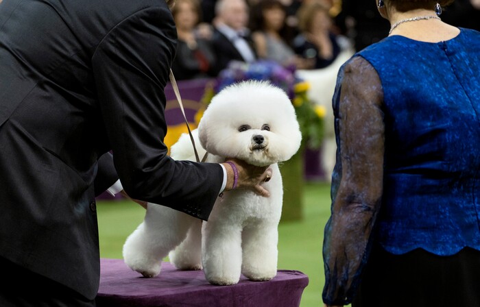 Handler Bill McFadden works with Flynn, a bichon frise, before Flynn was named Best in Show at the 142nd Westminster Kennel Club Dog Show, Tuesday, Feb. 13, 2018, at Madison Square Garden in New York. (AP Photo/Craig Ruttle)